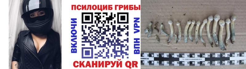 Псилоцибиновые грибы мухоморы  где продают наркотики  Дербент 